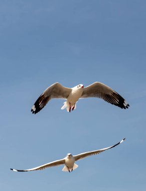 Martılar grubu ya da açık gökyüzünde uçan tek bir grup. Bazıları Bangpu 'da, Samut Prakarn Tayland' da kendilerini besleyen turistlerin yiyeceklerini kovalıyor..