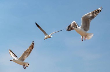 Martılar grubu ya da açık gökyüzünde uçan tek bir grup. Bazıları Bangpu 'da, Samut Prakarn Tayland' da kendilerini besleyen turistlerin yiyeceklerini kovalıyor..