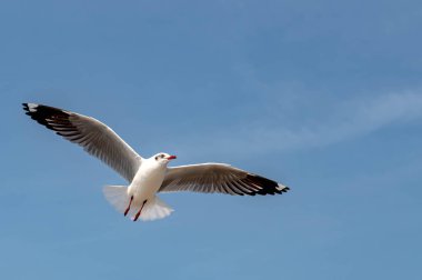 Martılar grubu ya da açık gökyüzünde uçan tek bir grup. Bazıları Bangpu 'da, Samut Prakarn Tayland' da kendilerini besleyen turistlerin yiyeceklerini kovalıyor..
