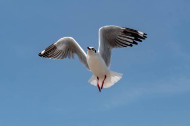 Martılar grubu ya da açık gökyüzünde uçan tek bir grup. Bazıları Bangpu 'da, Samut Prakarn Tayland' da kendilerini besleyen turistlerin yiyeceklerini kovalıyor..