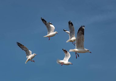 Martılar grubu ya da açık gökyüzünde uçan tek bir grup. Bazıları Bangpu 'da, Samut Prakarn Tayland' da kendilerini besleyen turistlerin yiyeceklerini kovalıyor..