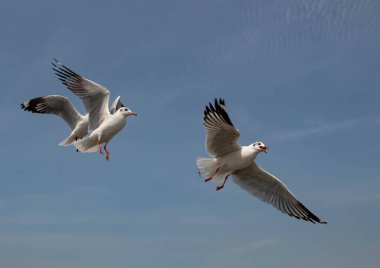 Martılar grubu ya da açık gökyüzünde uçan tek bir grup. Bazıları Bangpu 'da, Samut Prakarn Tayland' da kendilerini besleyen turistlerin yiyeceklerini kovalıyor..