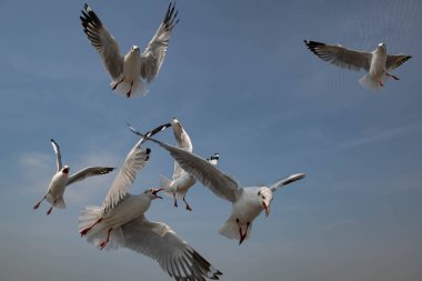 Martılar grubu ya da açık gökyüzünde uçan tek bir grup. Bazıları Bangpu 'da, Samut Prakarn Tayland' da kendilerini besleyen turistlerin yiyeceklerini kovalıyor..