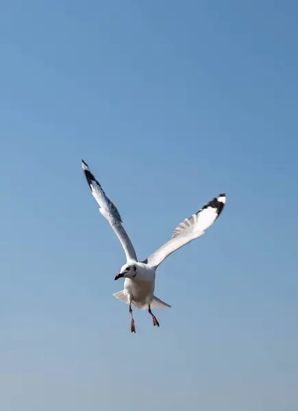 Seagulls 아름다운 하늘에서 일부는 Bangpu Samut Prakarn 태국에서 관광객에 그들에 — 스톡 사진