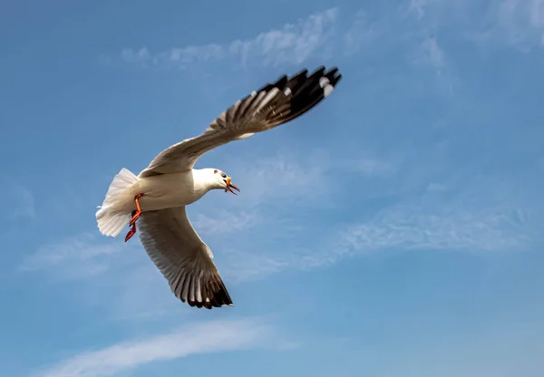 Seagulls Groupe Seul Volant Sur Beau Ciel Clair Certains Entre — Photo