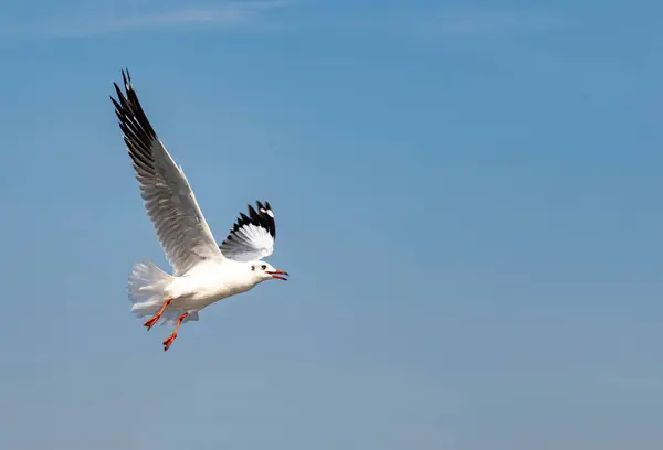Zeemeeuwen Groep Single Vliegen Prachtige Heldere Hemel Sommigen Van Hen — Stockfoto