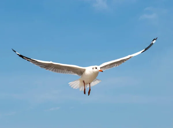 Zeemeeuwen Groep Single Vliegen Prachtige Heldere Hemel Sommigen Van Hen — Stockfoto