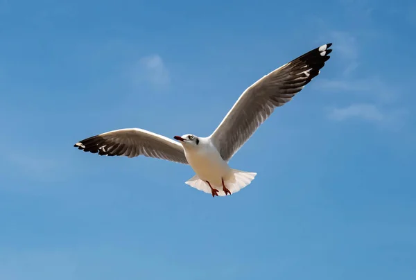 Seagulls Group Single Flying Beautiful Clear Sky Some Them Chasing — Stock Photo, Image
