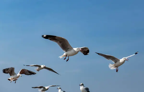 Möwen Gruppieren Sich Oder Fliegen Einzeln Durch Den Schönen Klaren — Stockfoto