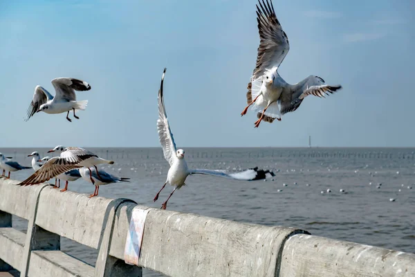 stock image Seagulls group or single flying on the beautiful clear sky, some of them chasing the food that feed on them by the tourists around at Bangpu, Samut Prakarn Thailand.