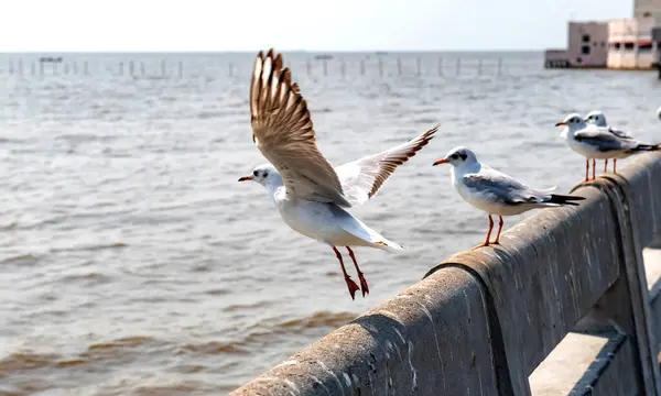 Martılar grubu ya da açık gökyüzünde uçan tek bir grup. Bazıları Bangpu 'da, Samut Prakarn Tayland' da kendilerini besleyen turistlerin yiyeceklerini kovalıyor..