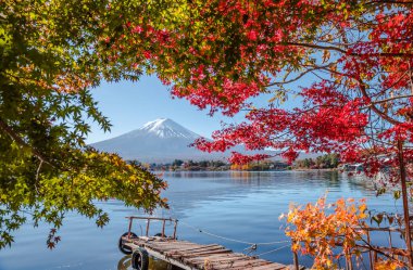 Sonbahar mevsiminde Fuji Dağı Kawaguchiko bölgesinde yeşil, sarı turuncu ve kırmızı arasında değişen akçaağaç yapraklarının renklerine sahip..