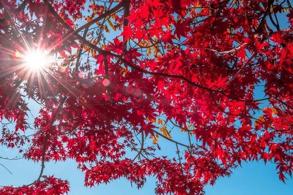 Hojas Arce Rojo Con Estrella Del Sol Estalló Colorway Las —  Fotos de Stock