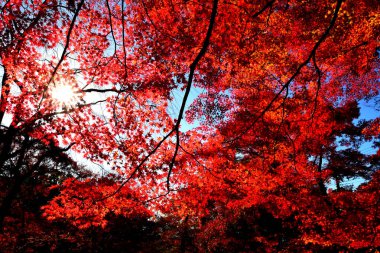 Japonya 'nın Kyoto bölgesinde sonbahar boyunca kırmızı akçaağaç manzarası. Doğal olarak güzel bir arka plan fikri.