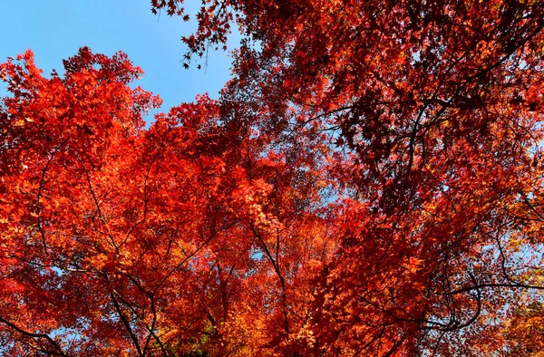 Czerwony Klonowy Widok Jesienią Obszarze Lądowym Kioto Japonii Piękny Pomysł — Zdjęcie stockowe
