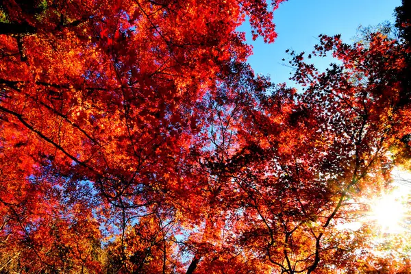 Red Maple Näkymä Syksyllä Maa Alueella Kiotossa Japanissa Kaunis Tausta — kuvapankkivalokuva