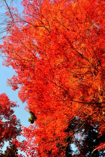 Vista Bordo Vermelho Durante Outono Área Terra Kyoto Japão Bela — Fotografia de Stock