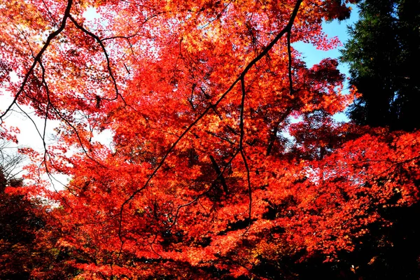 Red Maple Ansicht Herbst Landgebiet Von Kyoto Japan Schöne Hintergrundidee — Stockfoto