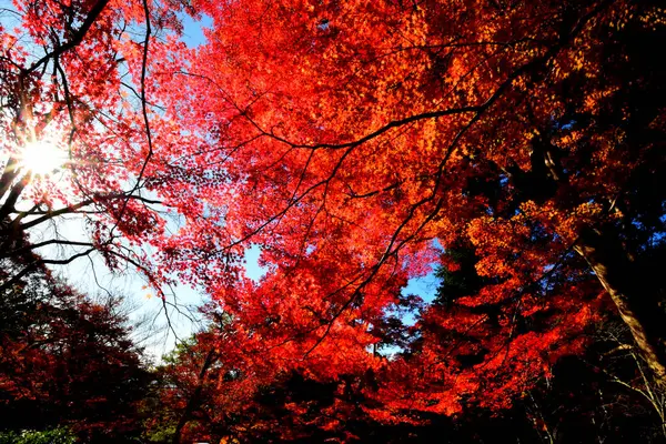 日本の京都地方の秋のレッドメープルビュー 自然な方法で美しい背景のアイデア — ストック写真