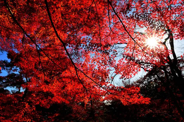 秋天的红枫树景观在日本京都的土地上 自然美的背景观念 — 图库照片
