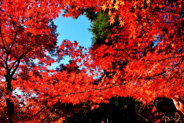 Vista Bordo Vermelho Durante Outono Área Terra Kyoto Japão Bela — Fotografia de Stock