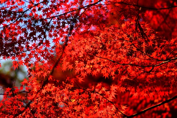 Japonya Nın Kyoto Bölgesinde Sonbahar Boyunca Kırmızı Akçaağaç Manzarası Doğal — Stok fotoğraf