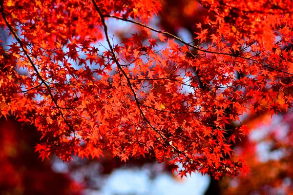 日本の京都地方の秋のレッドメープルビュー 自然な方法で美しい背景のアイデア — ストック写真
