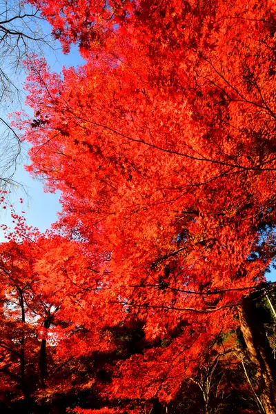Red Maple Άποψη Κατά Διάρκεια Του Φθινοπώρου Στη Χερσαία Περιοχή — Φωτογραφία Αρχείου