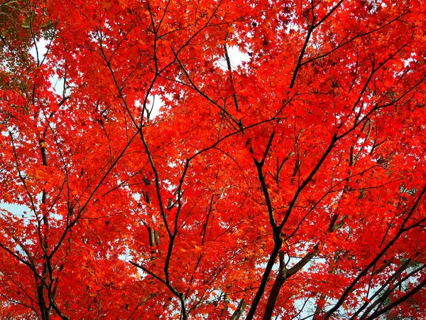 Красный Клен Вид Осенью Сухопутной Области Киото Японии Предыстория Идеи — стоковое фото