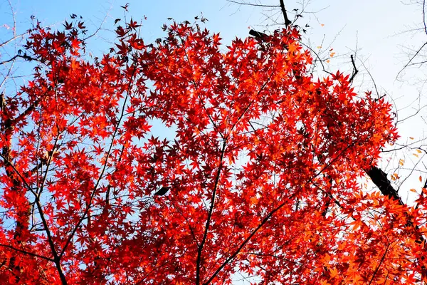 Красный Клен Вид Осенью Сухопутной Области Киото Японии Предыстория Идеи — стоковое фото