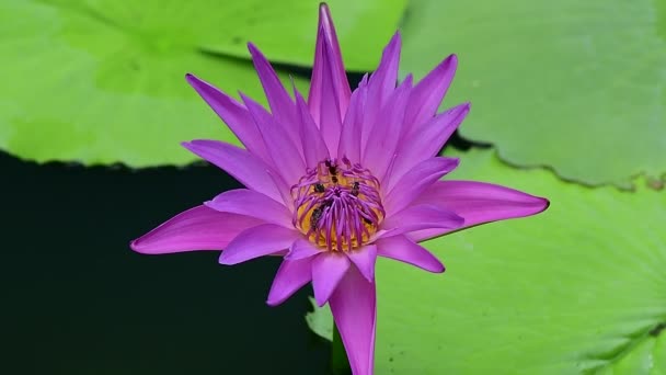 Lotus Flower Having Bees Collect Pollen Nectar Day Time Chatuchak — Stock Video