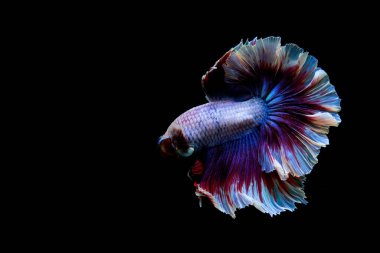 Beta balığı uzun kuyruklu, kısa kuyruklu, kısa kuyruklu, kısa kuyruklu, dumbo ve izleme kuyruklu, yalıtılmış gri, mavi veya siyah arka planda savaşan siyam balıkları Tayland 'dan.