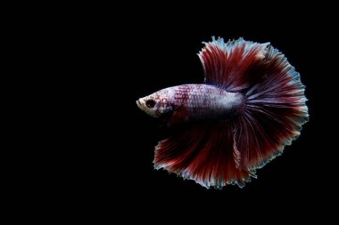 Beta balığı uzun kuyruklu, kısa kuyruklu, kısa kuyruklu, kısa kuyruklu, dumbo ve izleme kuyruklu, yalıtılmış gri, mavi veya siyah arka planda savaşan siyam balıkları Tayland 'dan.