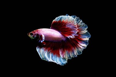 Beta balığı uzun kuyruklu, kısa kuyruklu, kısa kuyruklu, kısa kuyruklu, dumbo ve izleme kuyruklu, yalıtılmış gri, mavi veya siyah arka planda savaşan siyam balıkları Tayland 'dan.