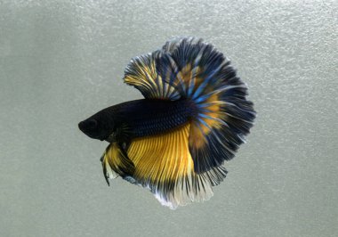 Beta balığı uzun kuyruklu, kısa kuyruklu, kısa kuyruklu, kısa kuyruklu, dumbo ve izleme kuyruklu, yalıtılmış gri, mavi veya siyah arka planda savaşan siyam balıkları Tayland 'dan.