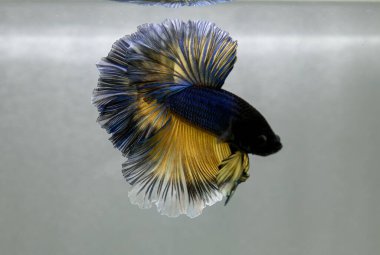 Beta balığı uzun kuyruklu, kısa kuyruklu, kısa kuyruklu, kısa kuyruklu, dumbo ve izleme kuyruklu, yalıtılmış gri, mavi veya siyah arka planda savaşan siyam balıkları Tayland 'dan.