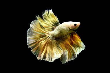 Beta balığı uzun kuyruklu, kısa kuyruklu, kısa kuyruklu, kısa kuyruklu, dumbo ve izleme kuyruklu, yalıtılmış gri, mavi veya siyah arka planda savaşan siyam balıkları Tayland 'dan.