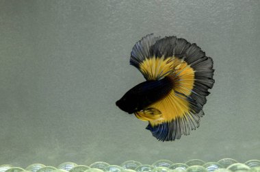 Beta balığı uzun kuyruklu, kısa kuyruklu, kısa kuyruklu, kısa kuyruklu, dumbo ve izleme kuyruklu, yalıtılmış gri, mavi veya siyah arka planda savaşan siyam balıkları Tayland 'dan.