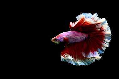 Beta balığı uzun kuyruklu, kısa kuyruklu, kısa kuyruklu, kısa kuyruklu, dumbo ve izleme kuyruklu, yalıtılmış gri, mavi veya siyah arka planda savaşan siyam balıkları Tayland 'dan.