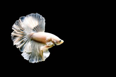 Beta balığı uzun kuyruklu, kısa kuyruklu, kısa kuyruklu, kısa kuyruklu, dumbo ve izleme kuyruklu, yalıtılmış gri, mavi veya siyah arka planda savaşan siyam balıkları Tayland 'dan.