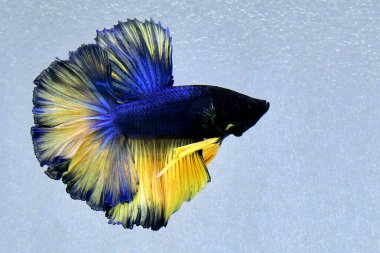 Beta balığı uzun kuyruklu, kısa kuyruklu, kısa kuyruklu, kısa kuyruklu, dumbo ve izleme kuyruklu, yalıtılmış gri, mavi veya siyah arka planda savaşan siyam balıkları Tayland 'dan.