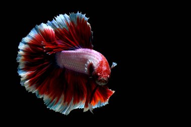 Beta balığı uzun kuyruklu, kısa kuyruklu, kısa kuyruklu, kısa kuyruklu, dumbo ve izleme kuyruklu, yalıtılmış gri, mavi veya siyah arka planda savaşan siyam balıkları Tayland 'dan.