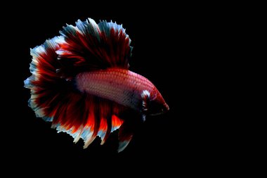 Beta balığı uzun kuyruklu, kısa kuyruklu, kısa kuyruklu, kısa kuyruklu, dumbo ve izleme kuyruklu, yalıtılmış gri, mavi veya siyah arka planda savaşan siyam balıkları Tayland 'dan.