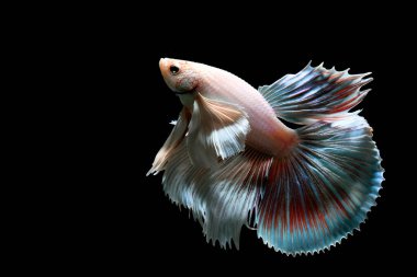 Beta balığı uzun kuyruklu, kısa kuyruklu, kısa kuyruklu, kısa kuyruklu, dumbo ve izleme kuyruklu, yalıtılmış gri, mavi veya siyah arka planda savaşan siyam balıkları Tayland 'dan.