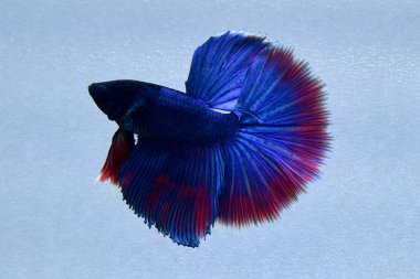 Beta balığı uzun kuyruklu, kısa kuyruklu, kısa kuyruklu, kısa kuyruklu, dumbo ve izleme kuyruklu, yalıtılmış gri, mavi veya siyah arka planda savaşan siyam balıkları Tayland 'dan.