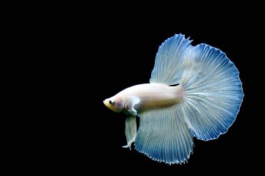 Beta balığı uzun kuyruklu, kısa kuyruklu, kısa kuyruklu, kısa kuyruklu, dumbo ve izleme kuyruklu, yalıtılmış gri, mavi veya siyah arka planda savaşan siyam balıkları Tayland 'dan.