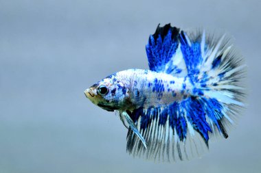 Beta balığı uzun kuyruklu, kısa kuyruklu, kısa kuyruklu, kısa kuyruklu, dumbo ve izleme kuyruklu, yalıtılmış gri, mavi veya siyah arka planda savaşan siyam balıkları Tayland 'dan.