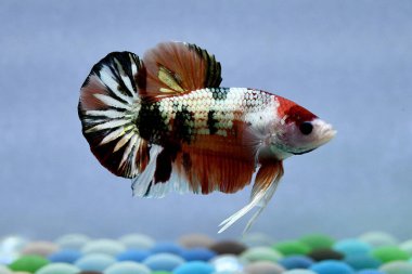 Beta balığı uzun kuyruklu, kısa kuyruklu, kısa kuyruklu, kısa kuyruklu, dumbo ve izleme kuyruklu, yalıtılmış gri, mavi veya siyah arka planda savaşan siyam balıkları Tayland 'dan.