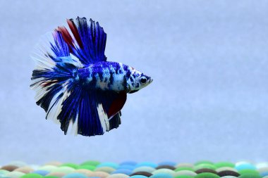 Beta balığı uzun kuyruklu, kısa kuyruklu, kısa kuyruklu, kısa kuyruklu, dumbo ve izleme kuyruklu, yalıtılmış gri, mavi veya siyah arka planda savaşan siyam balıkları Tayland 'dan.