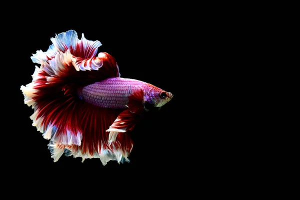 Риба Бетта Напівмісяць Довгий Хвіст Короткий Хвіст Коронки Хомбо Вуаль — стокове фото